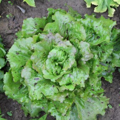 Sviesta salāti 'De Tremont'